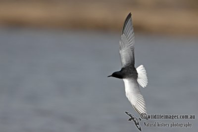 White-winged Black Tern a1042.jpg