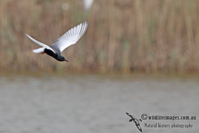 White-winged Black Tern a9180.jpg