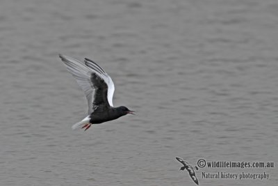 White-winged Black Tern a9178.jpg