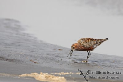 Curlew Sandpiper a8490.jpg