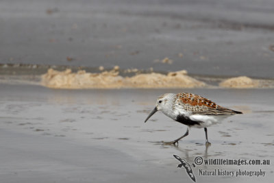 Dunlin a8451.jpg