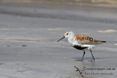 Dunlin a8457.jpg