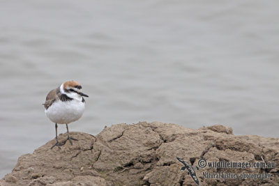 Kentish Plover a7317.jpg