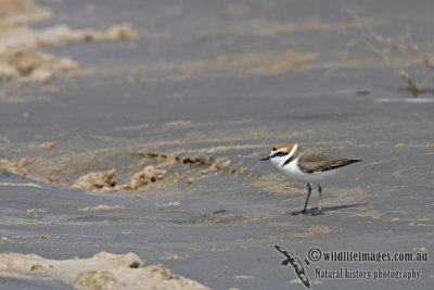 Kentish Plover a8342.jpg