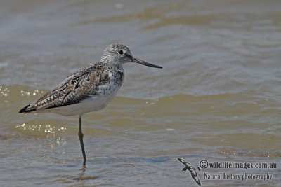 Common Greenshank a8019.jpg