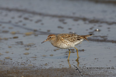 Sharp-tailed Sandpiper a0126.jpg