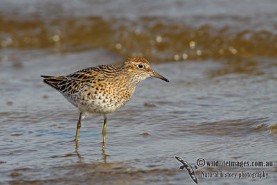 Sharp-tailed Sandpiper a0155.jpg