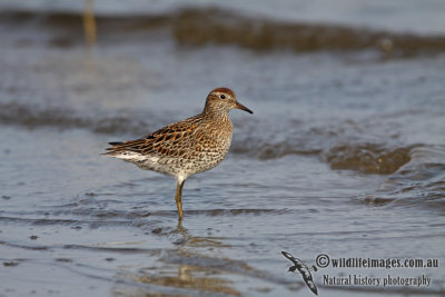 Sharp-tailed Sandpiper a9621.jpg