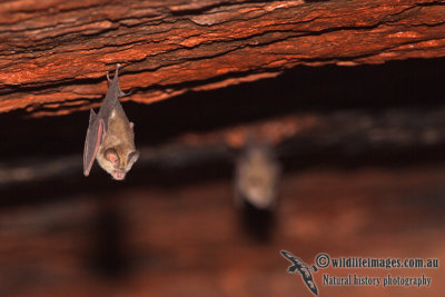 Dusky Leaf-nosed Bat a6264.jpg