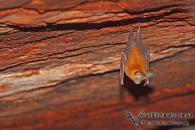 Dusky Leaf-nosed Bat a6265.jpg