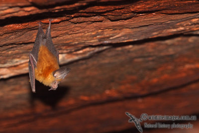 Dusky Leaf-nosed Bat a6266.jpg