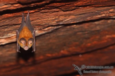 Dusky Leaf-nosed Bat a6268.jpg
