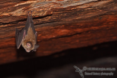 Dusky Leaf-nosed Bat a6272.jpg