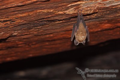 Dusky Leaf-nosed Bat a6273.jpg