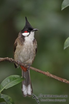 Red-whiskered Bulbul