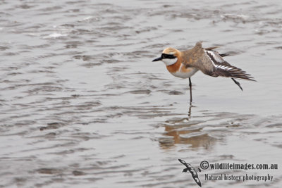 Greater Sand Plover a8103.jpg