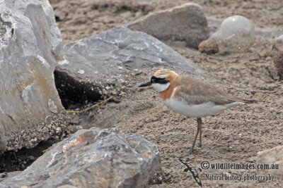 Greater Sand Plover a8133.jpg