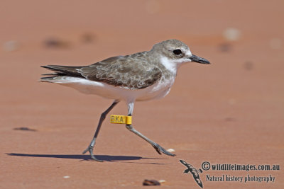 Greater Sand Plover a5696.jpg