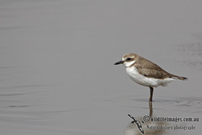 Greater Sand Plover a8370.jpg
