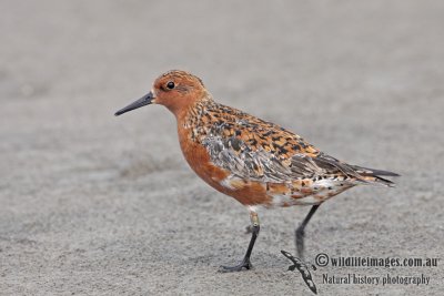 Red Knot a1242.jpg