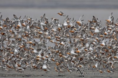 Red Knot a8257.jpg