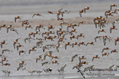 Red Knot a8306.jpg