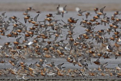 Red Knot a8420.jpg