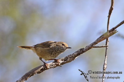 Brown Thornbill a4131.jpg