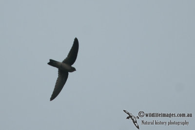 Edible-nest Swiftlet (Australian vagrant)