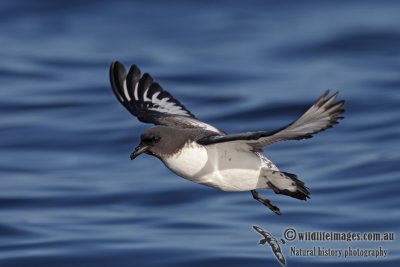 Cape Petrel 2461.jpg