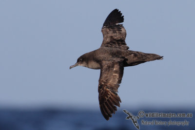 Sooty Shearwater