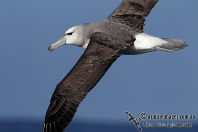 Shy Albatross 2183.jpg
