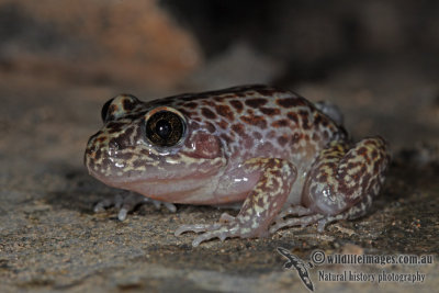 Carpenter Frog - Limnodynastes lignarius