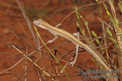 Strophurus taeniatus a8284.jpg