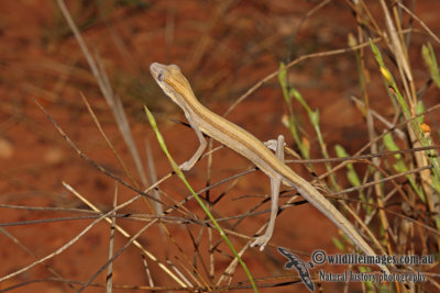 Strophurus taeniatus a8286.jpg