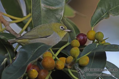 Silvereye a1478.jpg