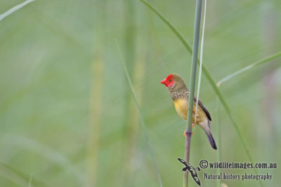 Star Finch a5757.jpg