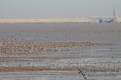 Shorebird flock a9492.jpg