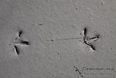 Shorebird footprints a6959.jpg