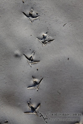 Shorebird footprints a6963.jpg