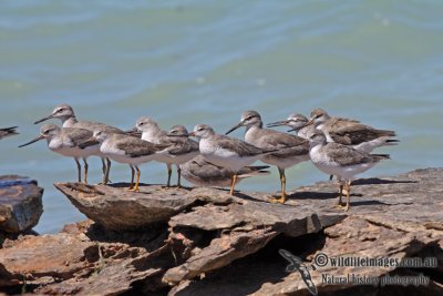 Shorebirds a5221.jpg