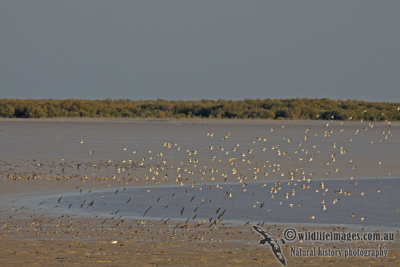 Shorebirds a5570.jpg