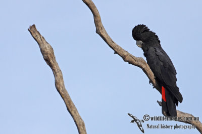 Red-tailed Black-Cockatoo a6853.jpg