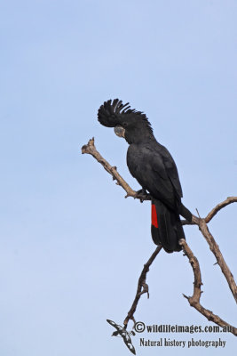 Red-tailed Black-Cockatoo a6855.jpg