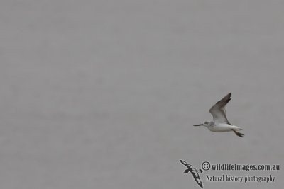 Nordmanns Greenshank a7288.jpg