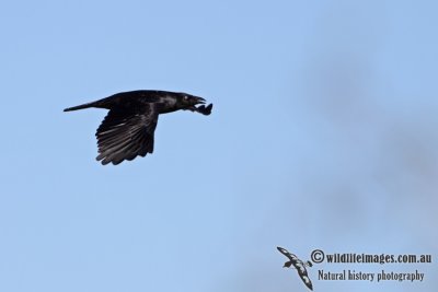 Torresian Crow a1492.jpg