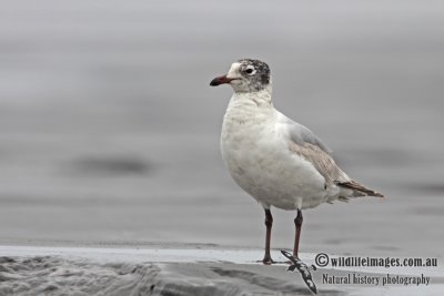 Relict Gull a1166.jpg