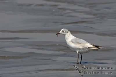 Relict Gull a7907.jpg