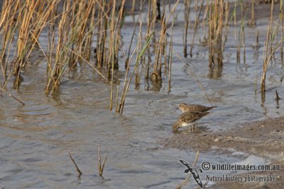 Temminck's Stint a8553.jpg