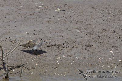 Temminck's Stint a8672.jpg